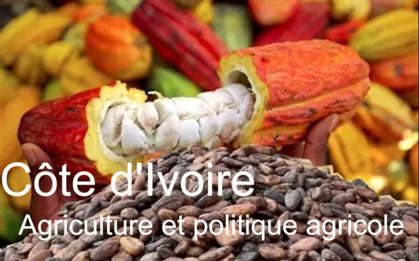 L&rsquo;agriculture ivoirienne : moteur économique et défis sociaux