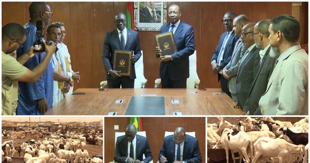La Mauritanie, pilier de l&rsquo;approvisionnement en moutons du Sénégal pour la Tabaski