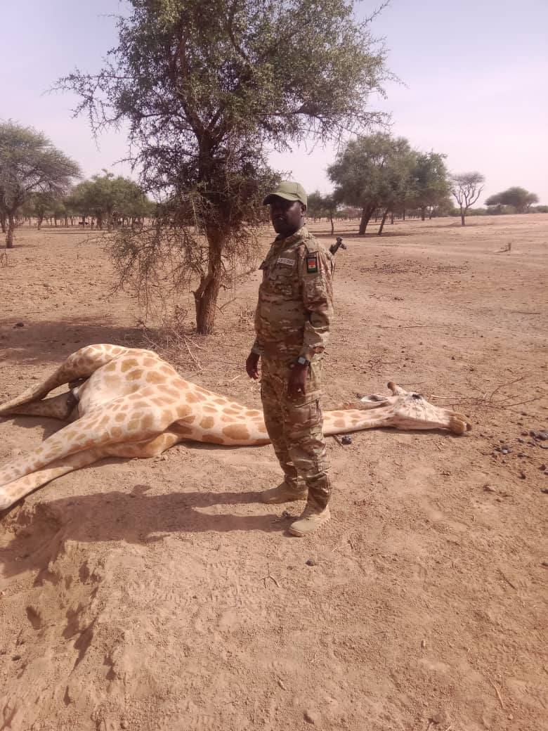 Premier girafon né en réserve