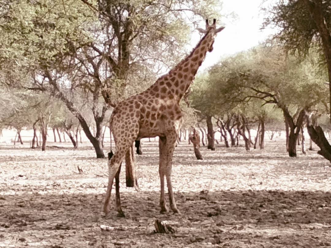 Gardiens impuissants face à la disparition des girafons