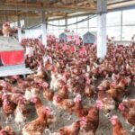Le Gabon face au dilemme de sa souveraineté alimentaire : champions nationaux ou investissements étrangers ?