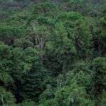LVMH et le Gabon : vers un partenariat stratégique pour les ressources forestières