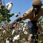 Souveraineté alimentaire au Bénin : l&rsquo;agriculture locale en pleine mutation