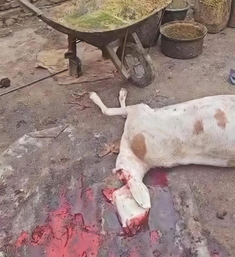 Tchad : un abattoir clandestin démantelé à Abéché dans le quartier Farik Aguek
