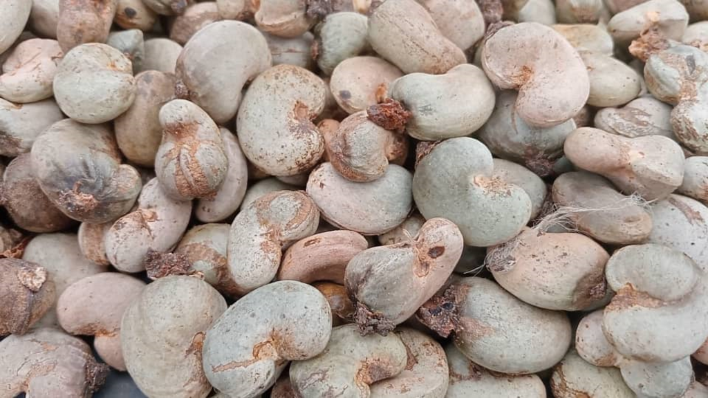 La récolte d'anacardes en Côte d'Ivoire connaît des difficultés dans certaines régions comme le Bounkani.
