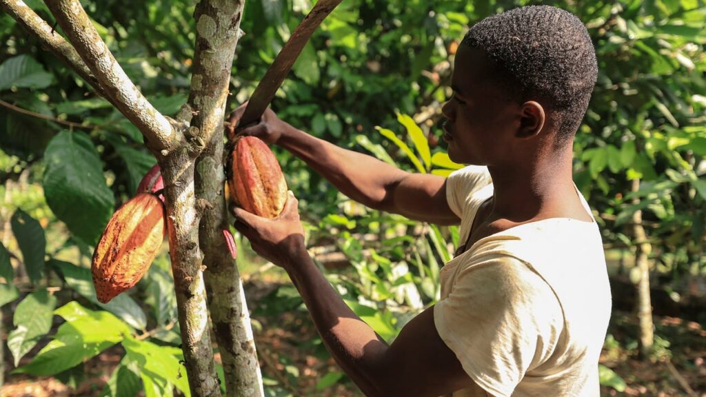 Producteurs de cacao camerounais : entre défis et espoirs pour l&rsquo;avenir
