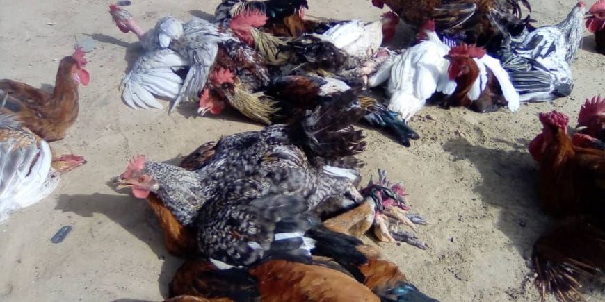 Éleveur montrant un poulet au Tchad