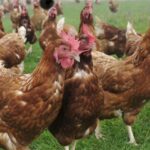 Poulet importé : les répercussions de la décision gabonaise sur les ménages et l&rsquo;économie locale